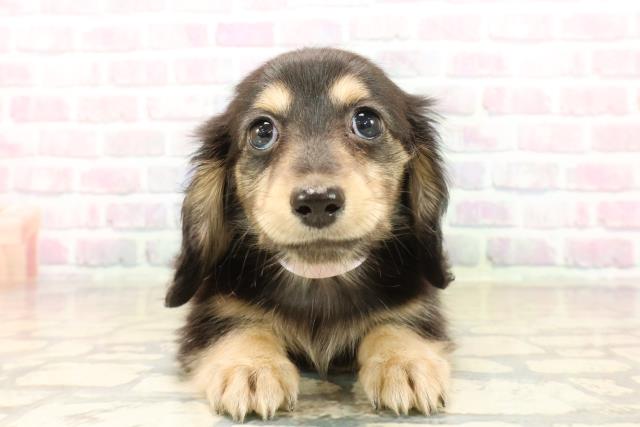 静岡県のミニチュアダックスフンド(ロング) (Coo&RIKU富士店/2025年10月14日生まれ/女の子/ブラックイエロー)の子犬の1枚目の画像