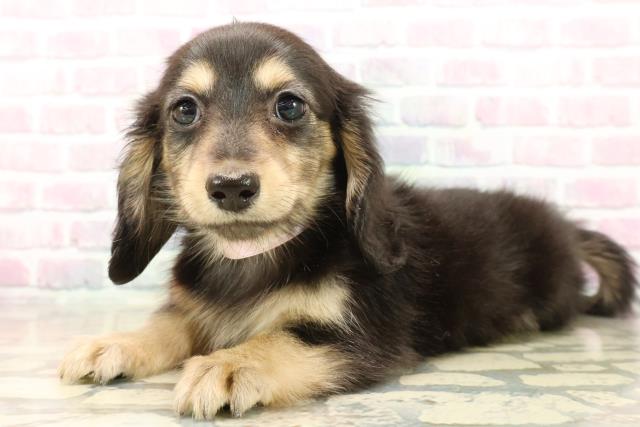 静岡県のミニチュアダックスフンド(ロング) (Coo&RIKU富士店/2025年10月14日生まれ/女の子/ブラックイエロー)の子犬の2枚目の画像