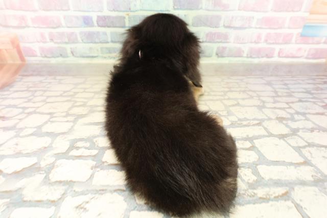 静岡県のミニチュアダックスフンド(ロング) (Coo&RIKU富士店/2025年10月14日生まれ/女の子/ブラックイエロー)の子犬の4枚目の画像