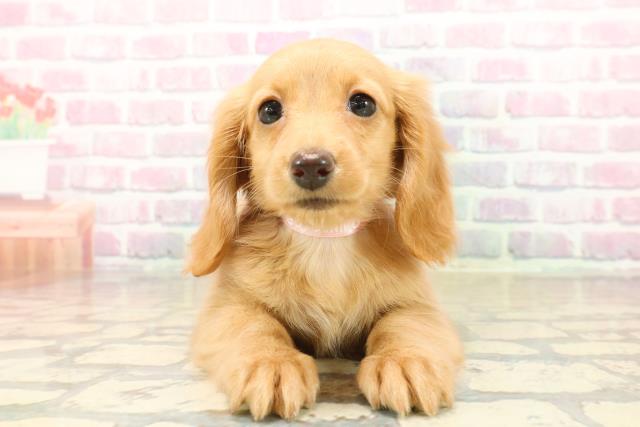 茨城県のミニチュアダックスフンド(ロング) (Coo&RIKUMEGAドン・キホーテ勝田店/2025年10月14日生まれ/女の子/ゴールド)の子犬