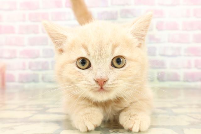 東京都のスコティッシュフォールド (Coo&RIKU板橋店/2025年9月24日生まれ/男の子/クリームタビー)の子猫の1枚目の画像