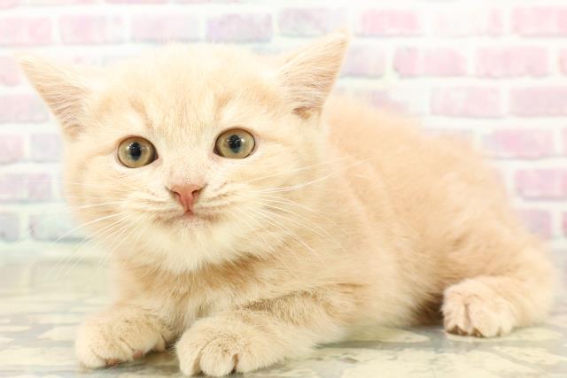 東京都のスコティッシュフォールド (Coo&RIKU板橋店/2025年9月24日生まれ/男の子/クリームタビー)の子猫の2枚目の画像