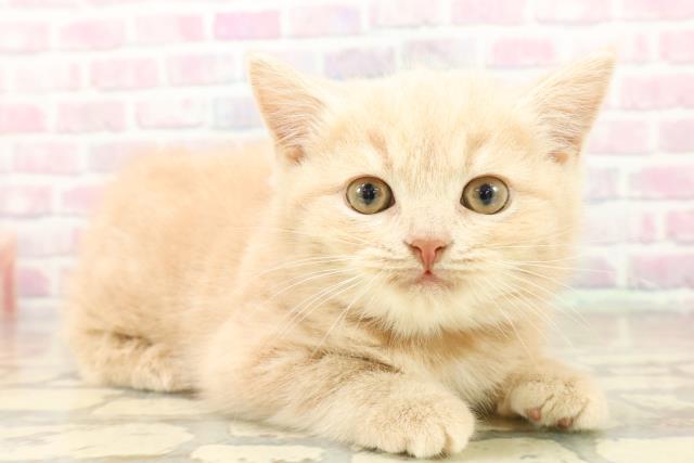 東京都のスコティッシュフォールド (Coo&RIKU板橋店/2025年9月24日生まれ/男の子/クリームタビー)の子猫の3枚目の画像