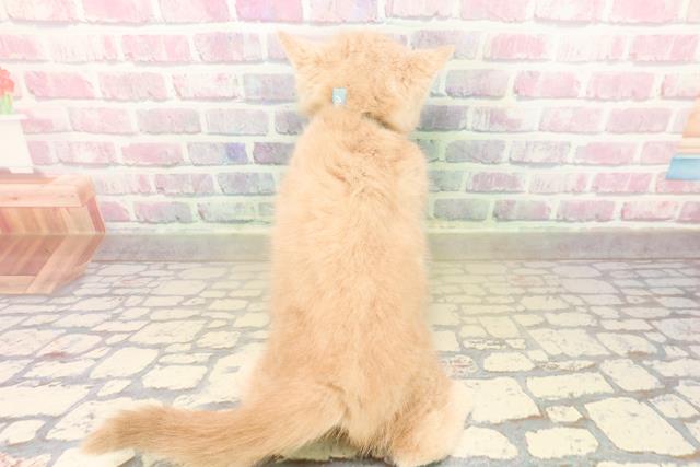 東京都のスコティッシュフォールド (Coo&RIKU板橋店/2025年9月24日生まれ/男の子/クリームタビー)の子猫の4枚目の画像