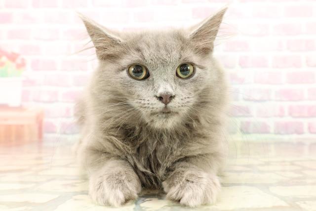 茨城県のサイベリアン (Coo&RIKUMEGAドン・キホーテ勝田店/2025年8月20日生まれ/男の子/ブルー)の子猫