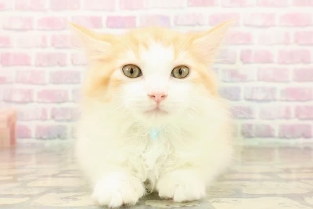 静岡県のラガマフィン (Coo&RIKU浜松店/2025年9月24日生まれ/男の子/レッドタビーホワイト)の子猫の1枚目の画像