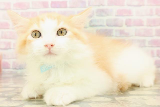 静岡県のラガマフィン (Coo&RIKU浜松店/2025年9月24日生まれ/男の子/レッドタビーホワイト)の子猫の2枚目の画像