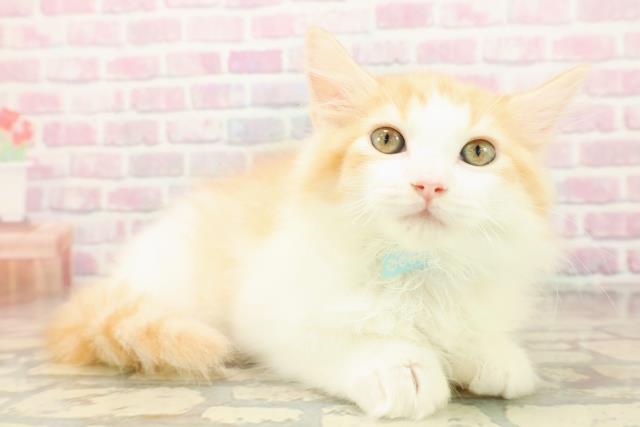 静岡県のラガマフィン (Coo&RIKU浜松店/2025年9月24日生まれ/男の子/レッドタビーホワイト)の子猫の3枚目の画像