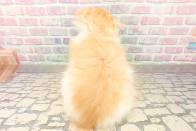 静岡県のラガマフィン (Coo&RIKU浜松店/2025年9月24日生まれ/男の子/レッドタビーホワイト)の子猫の4枚目の画像