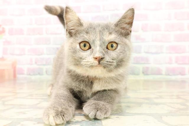 東京都のスコティッシュフォールド (Coo&RIKU足立本店/2025年9月10日生まれ/女の子/ブルークリーム)の子猫