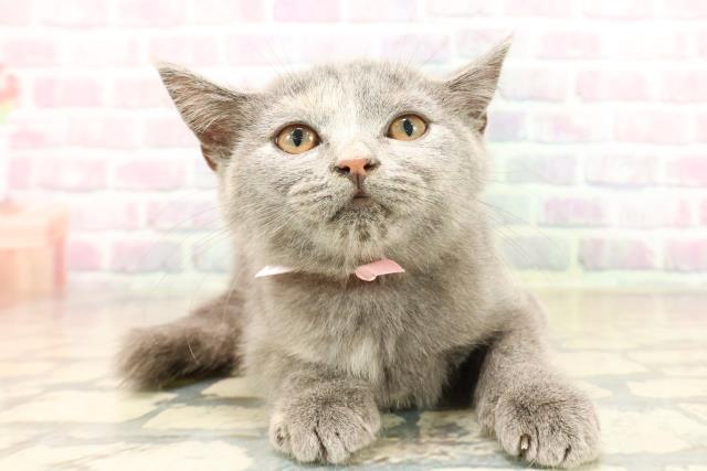 東京都のスコティッシュフォールド (Coo&RIKU練馬店/2025年9月10日生まれ/女の子/ブルークリーム)の子猫の1枚目の画像