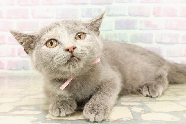 東京都のスコティッシュフォールド (Coo&RIKU練馬店/2025年9月10日生まれ/女の子/ブルークリーム)の子猫の2枚目の画像
