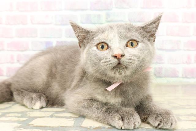 東京都のスコティッシュフォールド (Coo&RIKU練馬店/2025年9月10日生まれ/女の子/ブルークリーム)の子猫の3枚目の画像