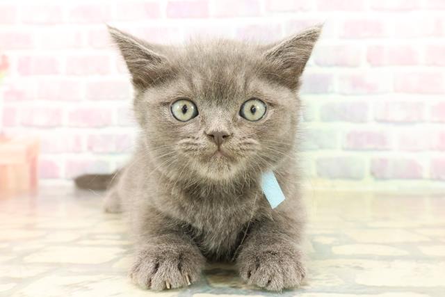 東京都のミヌエット (Coo&RIKU武蔵小山店/2025年10月14日生まれ/男の子/ブルー)の子猫