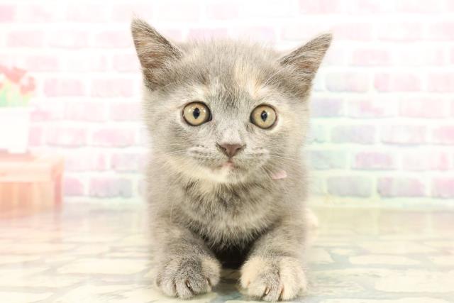 東京都のミヌエット (Coo&RIKU大久保店/2025年10月14日生まれ/女の子/ブルーパッチドタビー)の子猫の1枚目の画像