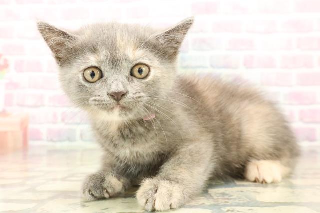 東京都のミヌエット (Coo&RIKU大久保店/2025年10月14日生まれ/女の子/ブルーパッチドタビー)の子猫の2枚目の画像