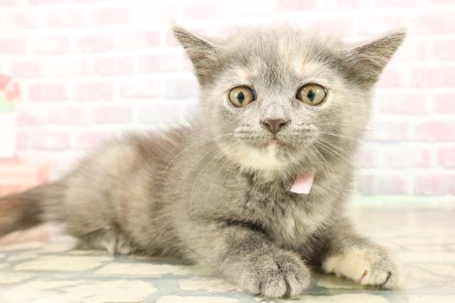 東京都のミヌエット (Coo&RIKU大久保店/2025年10月14日生まれ/女の子/ブルーパッチドタビー)の子猫の3枚目の画像