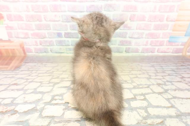 東京都のミヌエット (Coo&RIKU大久保店/2025年10月14日生まれ/女の子/ブルーパッチドタビー)の子猫の4枚目の画像