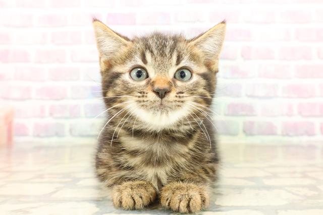 東京都のアメリカンショートヘアー (Coo&RIKU池袋西口店/2025年10月11日生まれ/男の子/ブラウンタビー)の子猫