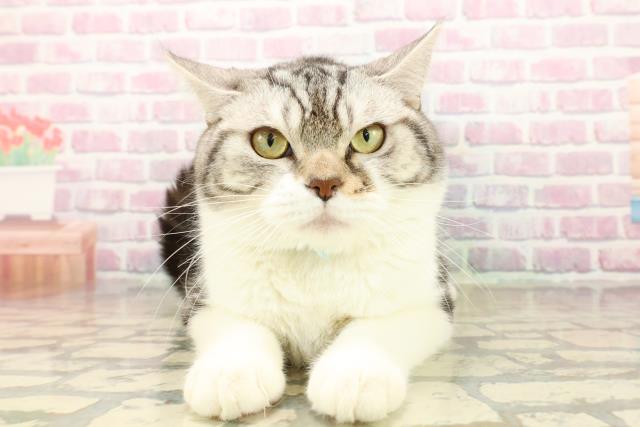 東京都のスコティッシュフォールド (Coo&RIKU江戸川店/2025年2月27日生まれ/男の子/シルバータビーホワイト)の子猫の1枚目の画像