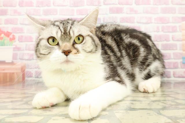 東京都のスコティッシュフォールド (Coo&RIKU江戸川店/2025年2月27日生まれ/男の子/シルバータビーホワイト)の子猫の2枚目の画像