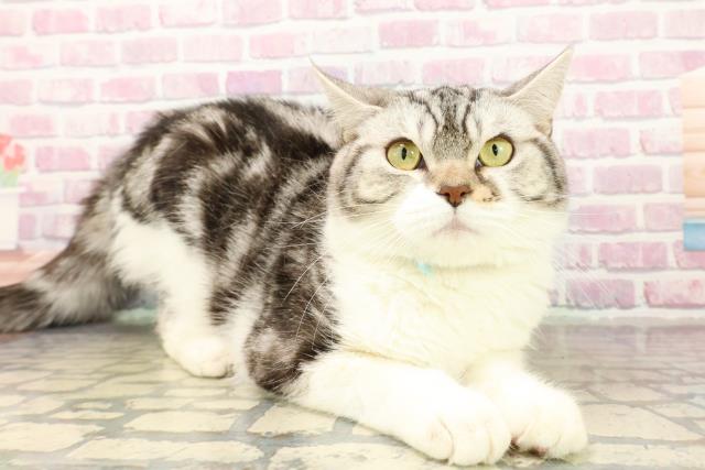 東京都のスコティッシュフォールド (Coo&RIKU江戸川店/2025年2月27日生まれ/男の子/シルバータビーホワイト)の子猫の3枚目の画像