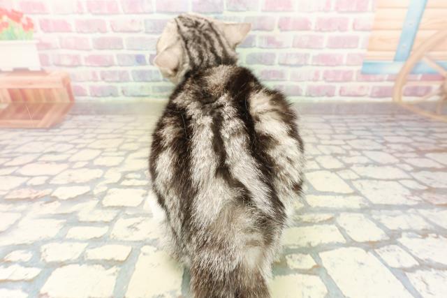 東京都のスコティッシュフォールド (Coo&RIKU江戸川店/2025年2月27日生まれ/男の子/シルバータビーホワイト)の子猫の4枚目の画像