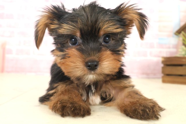 福岡県のヨークシャーテリア (Coo&RIKU福岡古賀店/2025年10月13日生まれ/男の子/スチールブルータン)の子犬の1枚目の画像