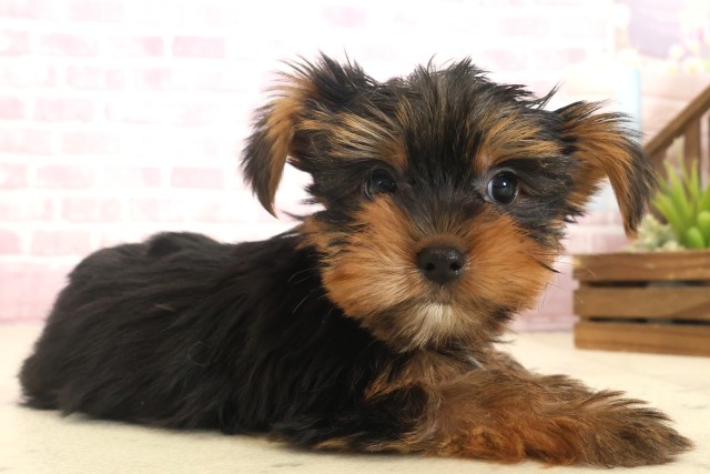 福岡県のヨークシャーテリア (Coo&RIKU福岡古賀店/2025年10月13日生まれ/男の子/スチールブルータン)の子犬の2枚目の画像