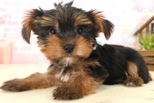 福岡県のヨークシャーテリア (Coo&RIKU福岡古賀店/2025年10月13日生まれ/男の子/スチールブルータン)の子犬の3枚目の画像