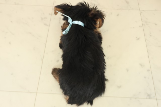 福岡県のヨークシャーテリア (Coo&RIKU福岡古賀店/2025年10月13日生まれ/男の子/スチールブルータン)の子犬の4枚目の画像