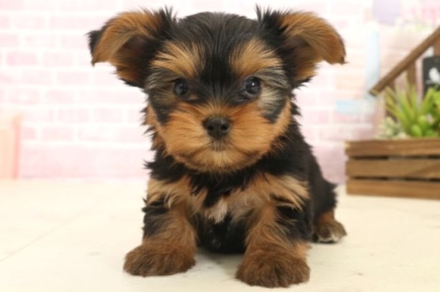 鹿児島県のヨークシャーテリア (Coo&RIKU鹿児島店/2025年10月13日生まれ/男の子/スチールブルータン)の子犬