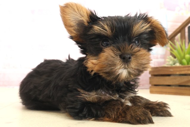 鹿児島県のヨークシャーテリア (Coo&RIKU鹿児島店/2025年10月13日生まれ/男の子/スチールブルータン)の子犬の2枚目の画像