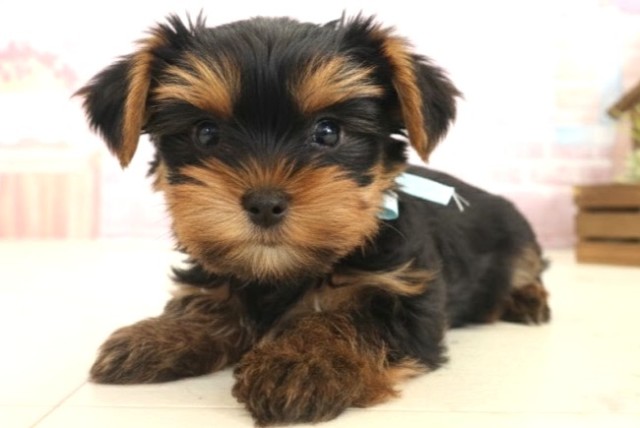 鹿児島県のヨークシャーテリア (Coo&RIKU鹿児島店/2025年10月13日生まれ/男の子/スチールブルータン)の子犬の3枚目の画像
