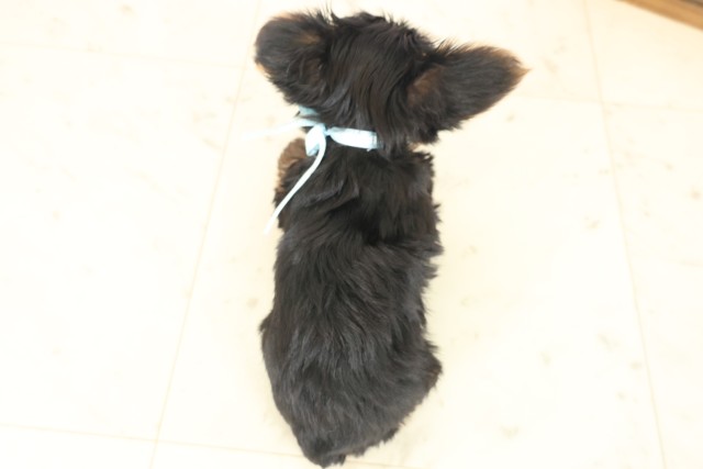 鹿児島県のヨークシャーテリア (Coo&RIKU鹿児島店/2025年10月13日生まれ/男の子/スチールブルータン)の子犬の4枚目の画像