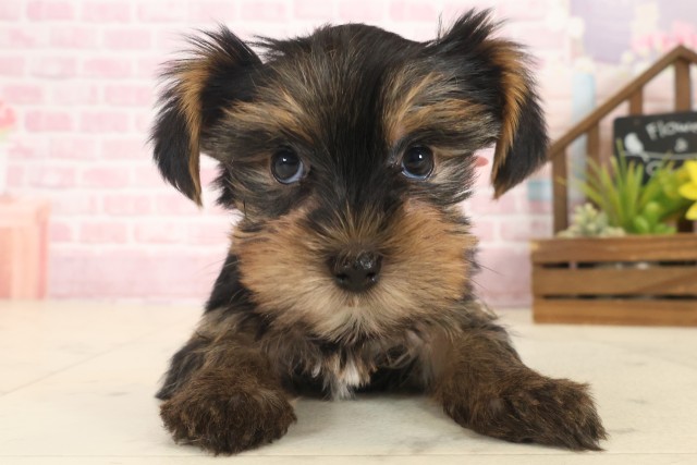 福岡県のヨークシャーテリア (Coo&RIKU黒崎店/2025年10月13日生まれ/女の子/スチールブルータン)の子犬の1枚目の画像