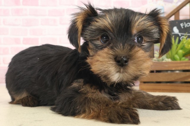 福岡県のヨークシャーテリア (Coo&RIKU黒崎店/2025年10月13日生まれ/女の子/スチールブルータン)の子犬の2枚目の画像