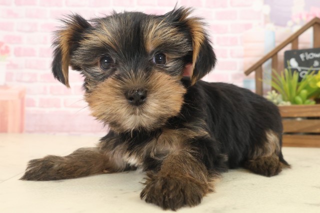 福岡県のヨークシャーテリア (Coo&RIKU黒崎店/2025年10月13日生まれ/女の子/スチールブルータン)の子犬の3枚目の画像