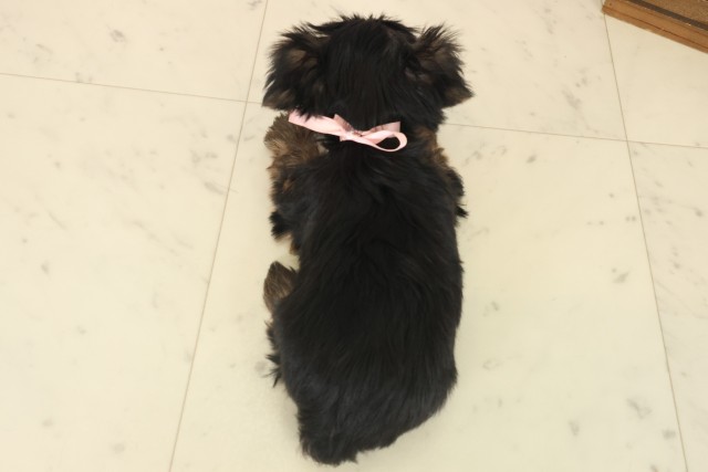 福岡県のヨークシャーテリア (Coo&RIKU黒崎店/2025年10月13日生まれ/女の子/スチールブルータン)の子犬の4枚目の画像