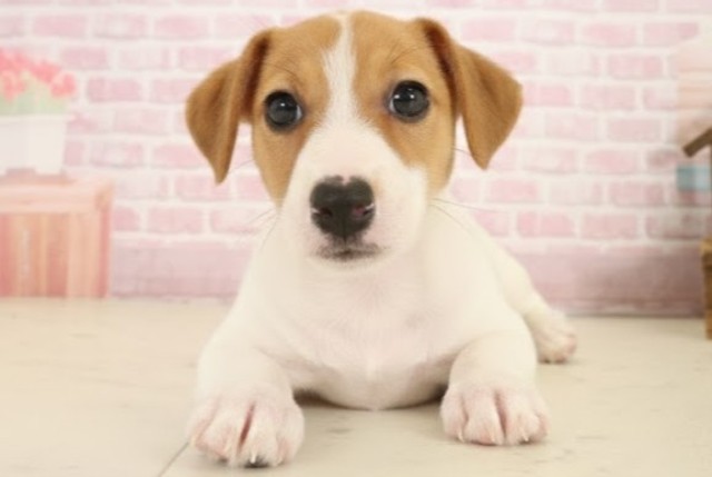 福岡県のジャックラッセルテリア (Coo&RIKU行橋店/2025年10月8日生まれ/女の子/ホワイトタン)の子犬の1枚目の画像