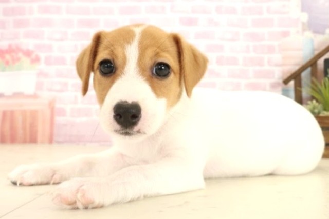 福岡県のジャックラッセルテリア (Coo&RIKU行橋店/2025年10月8日生まれ/女の子/ホワイトタン)の子犬の3枚目の画像