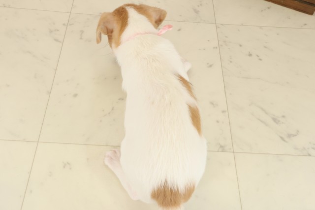 福岡県のジャックラッセルテリア (Coo&RIKU行橋店/2025年10月8日生まれ/女の子/ホワイトタン)の子犬の4枚目の画像