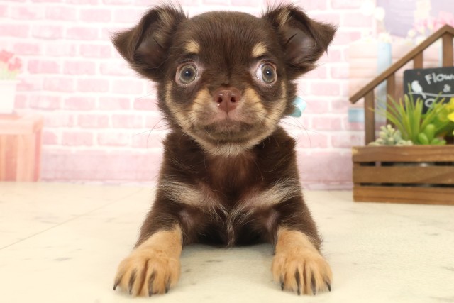 鹿児島県のチワワ(ロング) (Coo&RIKU鹿屋店/2025年10月9日生まれ/男の子/チョコレートタン)の子犬