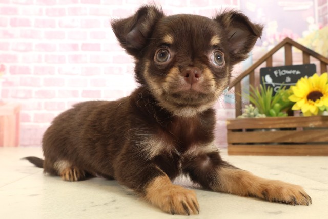 鹿児島県のチワワ(ロング) (Coo&RIKU鹿屋店/2025年10月9日生まれ/男の子/チョコレートタン)の子犬の2枚目の画像