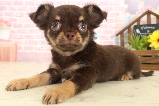 鹿児島県のチワワ(ロング) (Coo&RIKU鹿屋店/2025年10月9日生まれ/男の子/チョコレートタン)の子犬の3枚目の画像