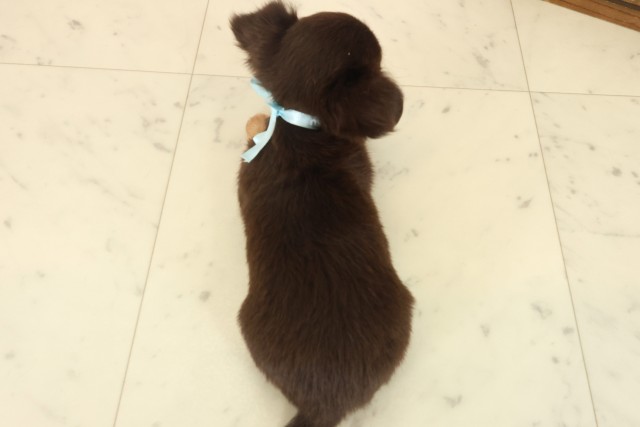 鹿児島県のチワワ(ロング) (Coo&RIKU鹿屋店/2025年10月9日生まれ/男の子/チョコレートタン)の子犬の4枚目の画像
