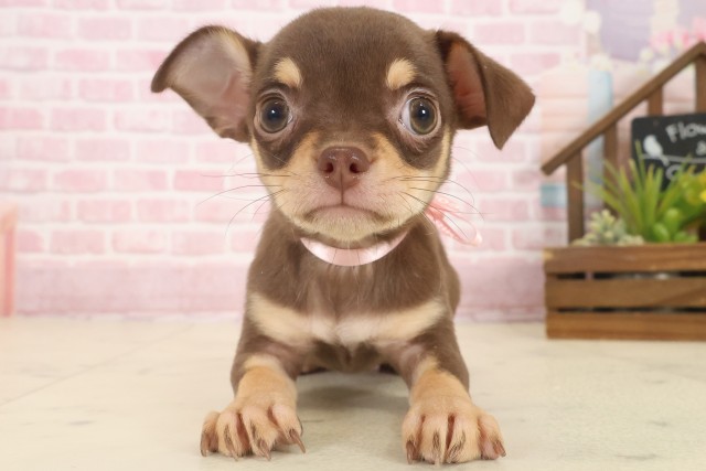 長崎県のチワワ(スムース) (Coo&RIKU長崎浜町店/2025年10月9日生まれ/女の子/チョコレートタン)の子犬の1枚目の画像