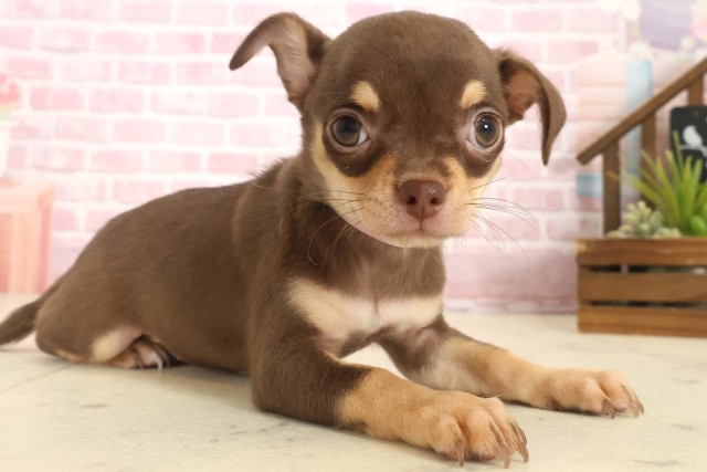 長崎県のチワワ(スムース) (Coo&RIKU長崎浜町店/2025年10月9日生まれ/女の子/チョコレートタン)の子犬の2枚目の画像