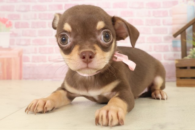 長崎県のチワワ(スムース) (Coo&RIKU長崎浜町店/2025年10月9日生まれ/女の子/チョコレートタン)の子犬の3枚目の画像