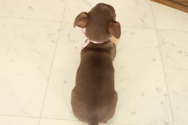 長崎県のチワワ(スムース) (Coo&RIKU長崎浜町店/2025年10月9日生まれ/女の子/チョコレートタン)の子犬の4枚目の画像